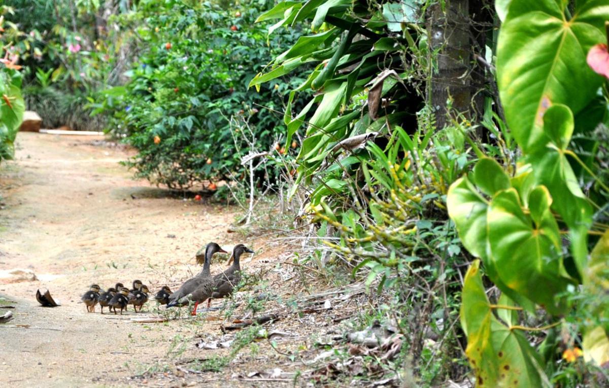 Pousada Recanto Primata Marechal Floriano Zewnętrze zdjęcie